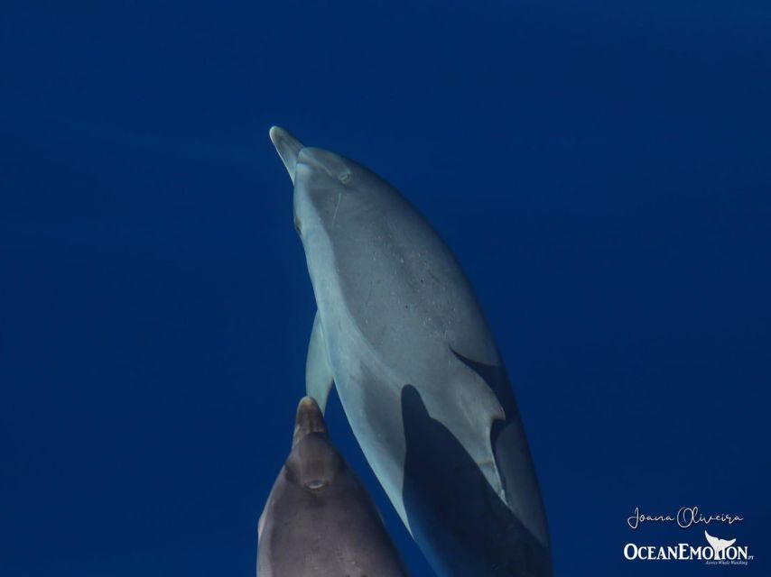 Terceira: Swimming with Wild Dolphins | Natural Habitat - Searching the Atlantic with a dolphin spotter