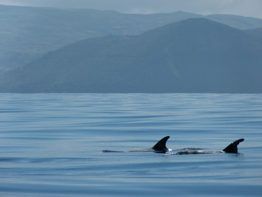 Terceira: Swimming with Wild Dolphins | Natural Habitat - Entering the water near wild dolphins