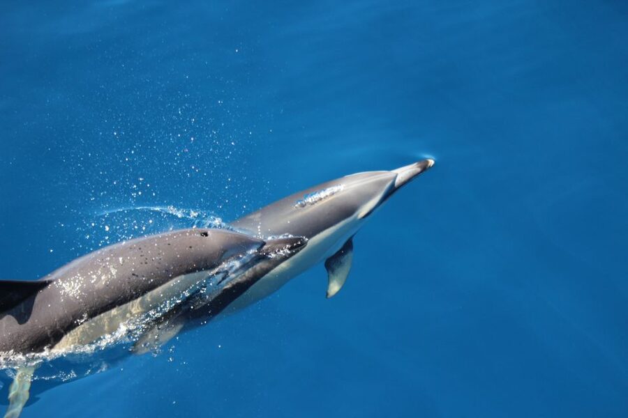Terceira: Swimming with Wild Dolphins | Natural Habitat - Guides who make the difference