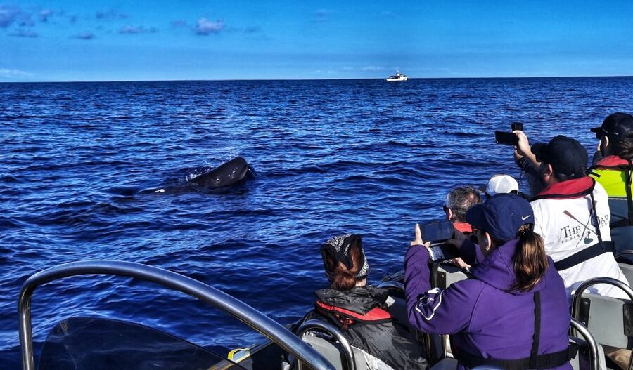Terceira: Whale and Dolphin Watching in a Zodiac Boat - Leaving Angra for the Atlantic