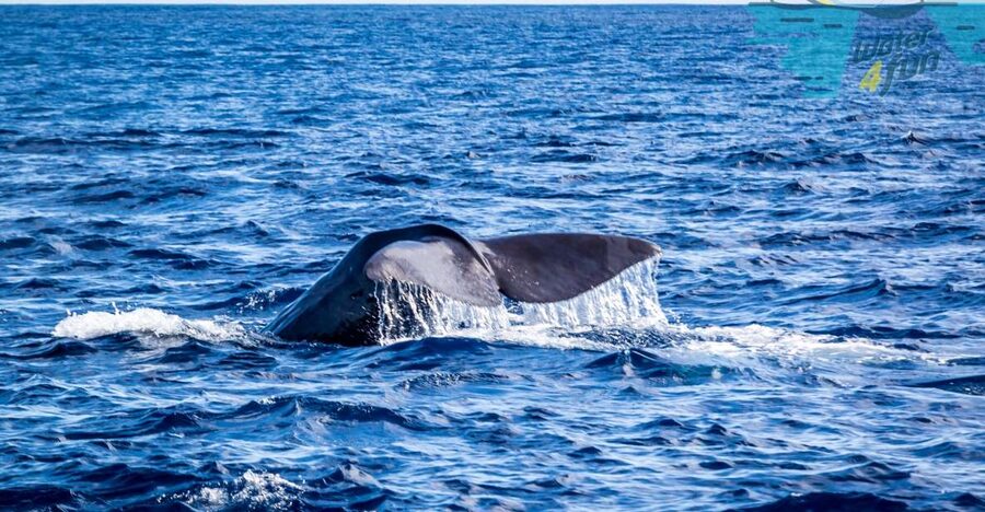 Terceira: Whale and Dolphin Watching in a Zodiac Boat - The wildlife you might see