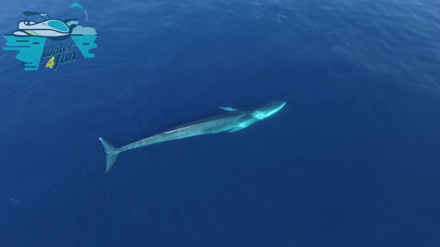 Terceira: Whale and Dolphin Watching in a Zodiac Boat - Guides who make the difference