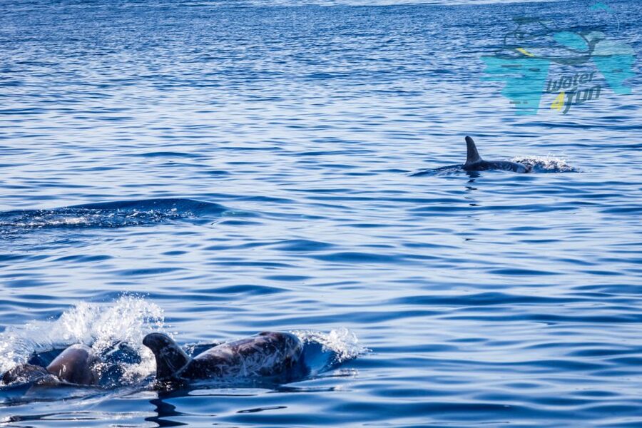Terceira: Whale and Dolphin Watching in a Zodiac Boat - Zodiac comfort, seating, and sea conditions