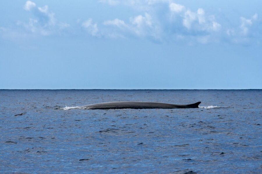 Terceira: Whale and Dolphin Watching in a Zodiac Boat - Is $82 good value?
