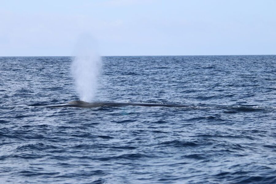 Terceira: Whale and Dolphin Watching in a Zodiac Boat - Who should book this Zodiac tour?