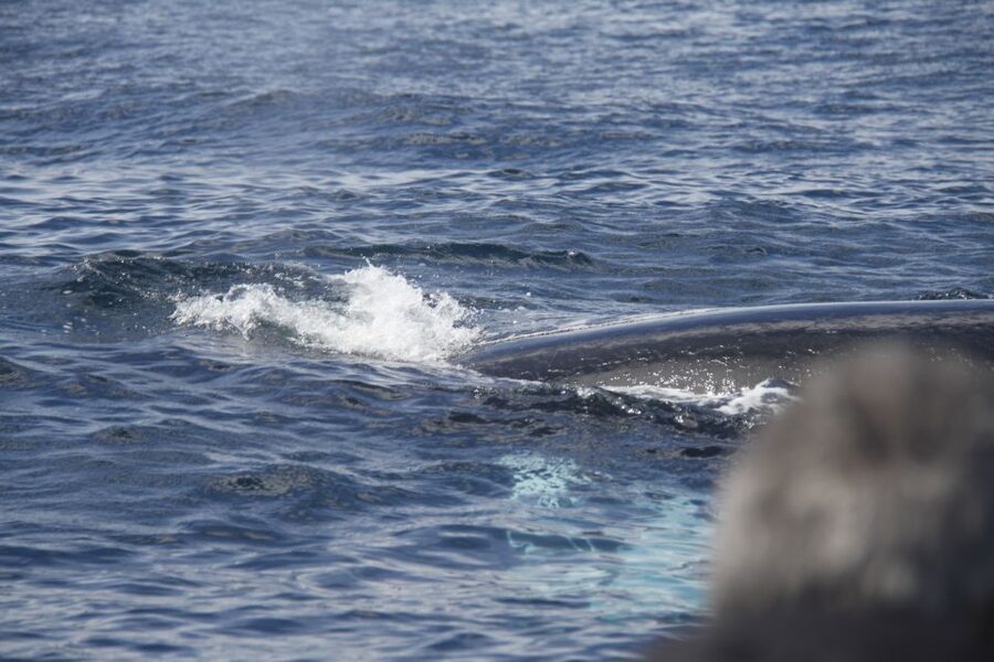 Terceira: Whale and Dolphin Watching in a Zodiac Boat - Should you book it?