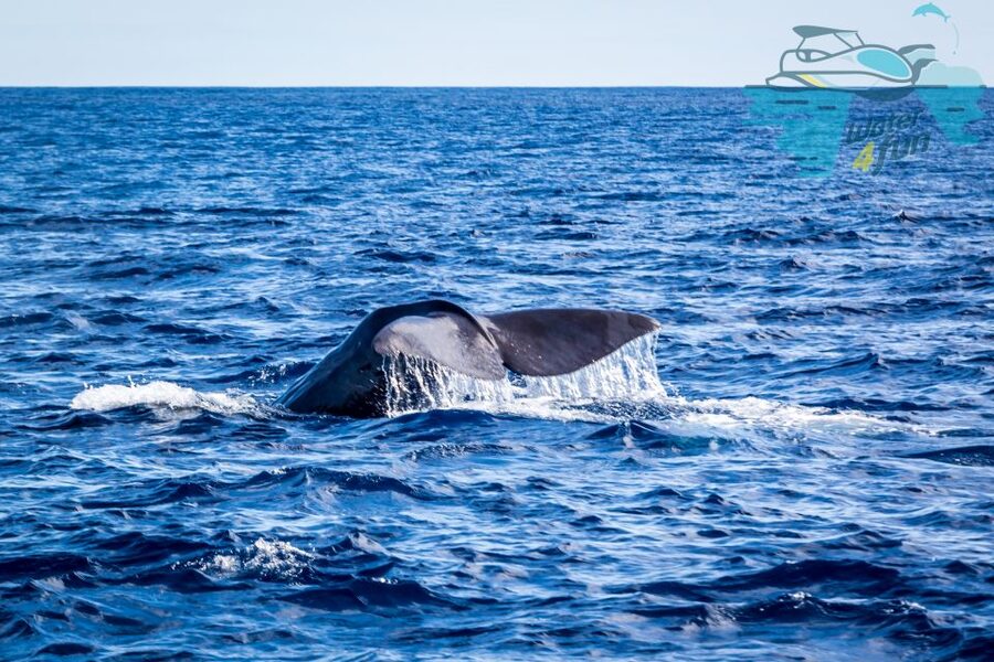 Terceira: Whale and Dolphin Watching in a Zodiac Boat - What the 2.5-hour route feels like