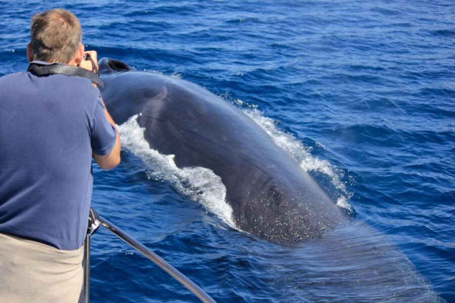 Terceira: Whale & Dolphin Watching | Best Wildlife Tour - Why Terceira is such a good place for cetaceans