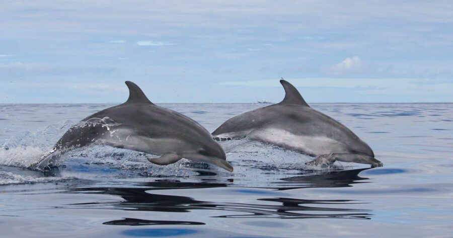 Terceira: Whale & Dolphin Watching | Best Wildlife Tour - How the whale and dolphin search works