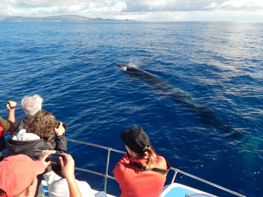 Terceira: Whale & Dolphin Watching | Best Wildlife Tour - The strongest part: guides who care about the animals