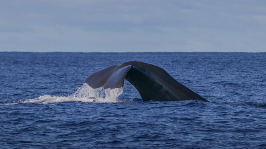 Terceira: Whale & Dolphin Watching | Best Wildlife Tour - Comfort, clothing, and physical demands