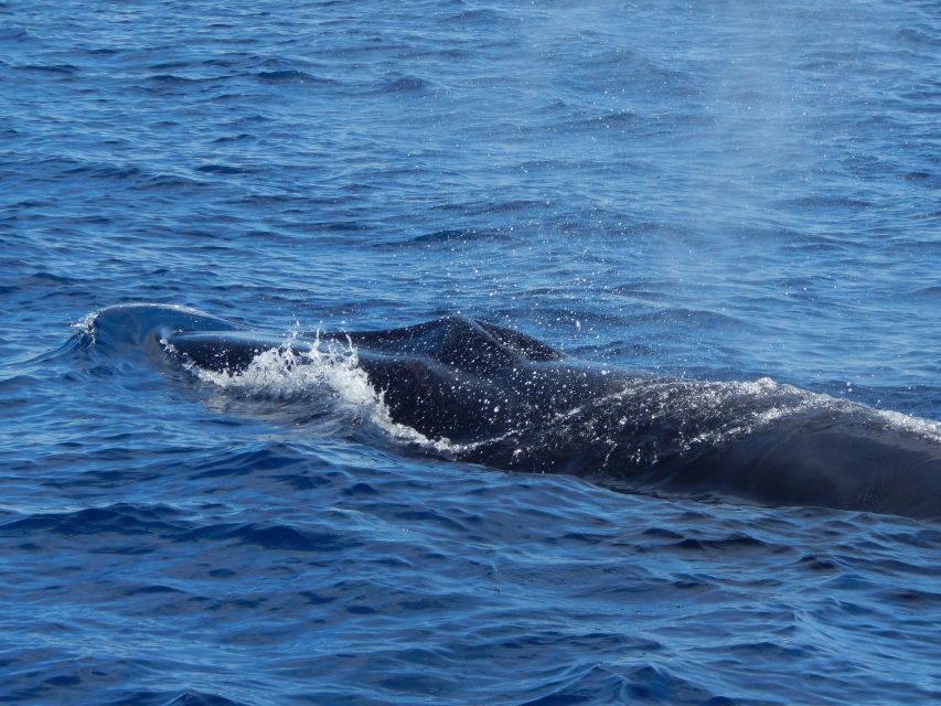 Terceira: Whale & Dolphin Watching | Best Wildlife Tour - Is $82 a fair price?