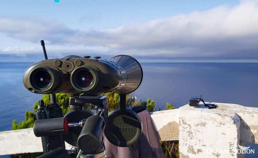 Terceira: Whale & Dolphin Watching | Best Wildlife Tour - Starting at the OceanEmotion office