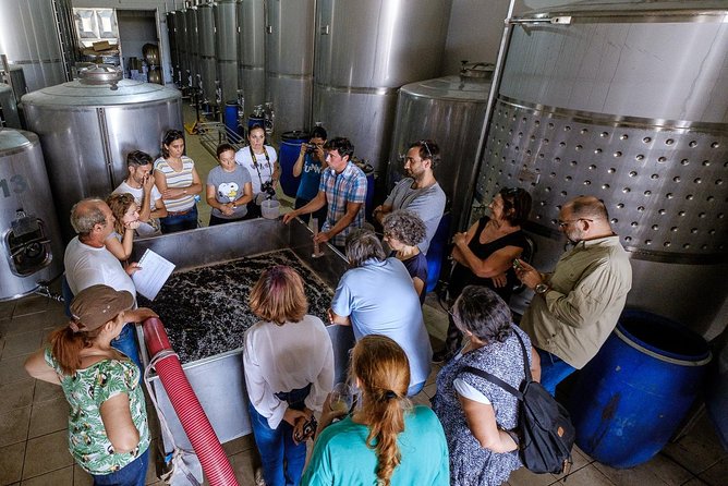Tour & Wine tasting - Authentic Algarve Flavours by Quinta da Tôr - Four wines, with room for personal taste