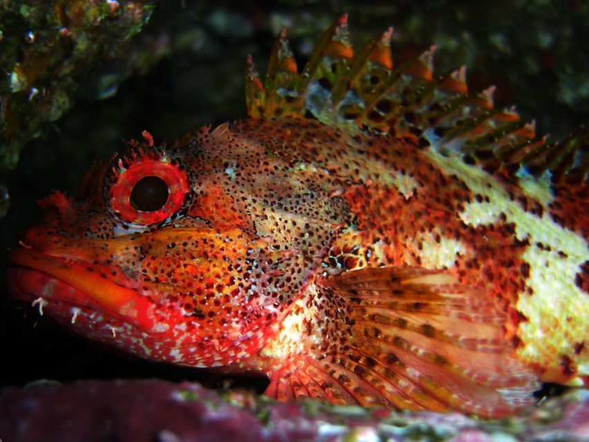 Vila Franca Do Campo: Introduction to Scuba Diving Tour - At a Glance: The Azores Underwater