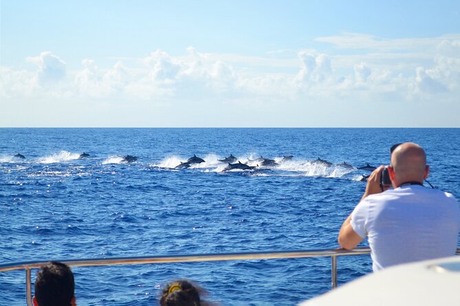 VipDolphins Luxury Whale Watching - What the three-hour schedule feels like