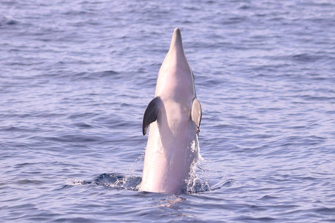 Whale and Dolphin Watching in Calheta, Madeira Island - Searching the Atlantic from Calheta Marina