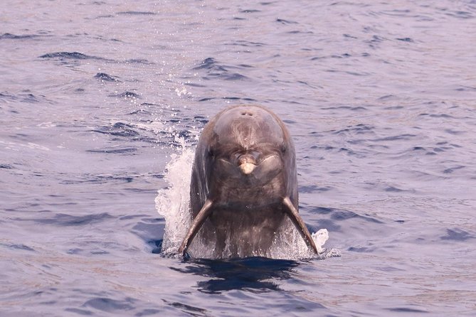 Whale and Dolphin Watching in Calheta, Madeira Island - The RIB ride, motion sickness, and comfort