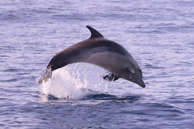 Whale and Dolphin Watching in Calheta, Madeira Island - Is $72.56 good value?