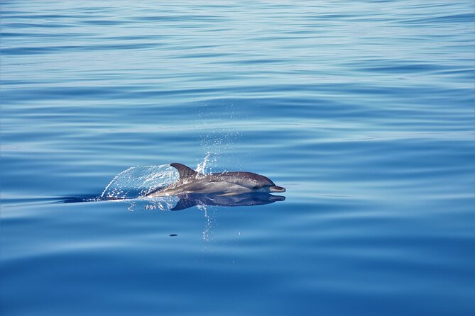 Whale and Dolphin Watching Tour in Madeira - Dolphin and whale watching without false promises