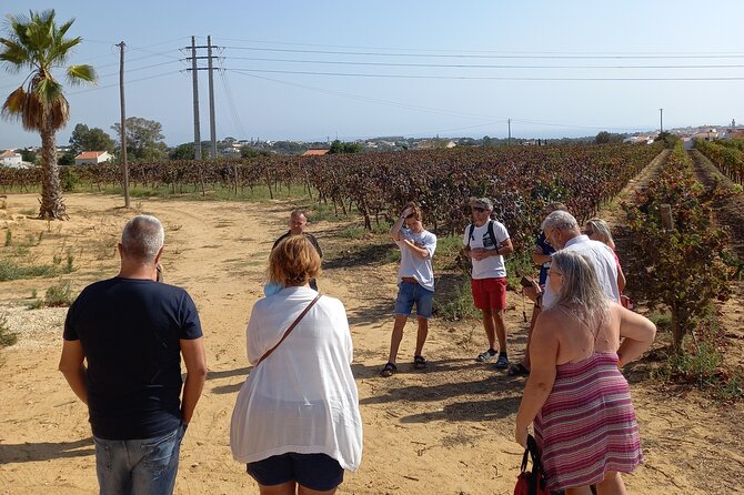 Wine Lovers: Winery Tour w/ Tasting & Tapas (Albufeira/Vilamoura) - A winery outing with more than a glass of wine